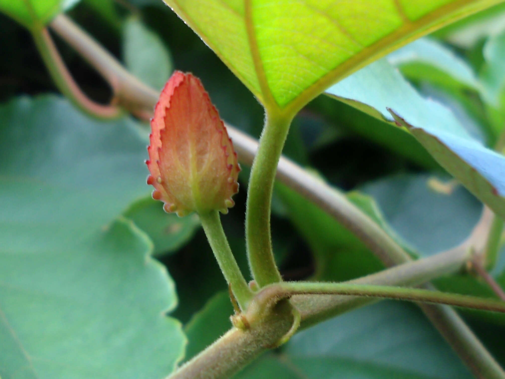 Image of Bengal clock vine