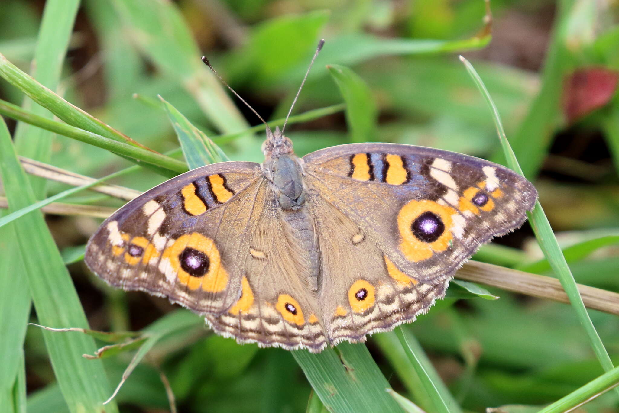 Image of Meadow Argus