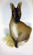 Imagem de Macropus rufogriseus (Desmarest 1817)