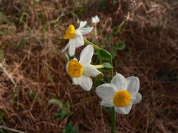 Image of cream narcissus