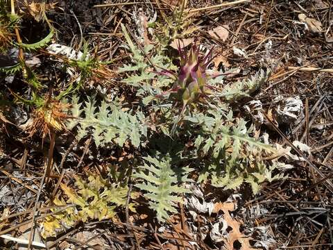 Image of Cynara algarbiensis Coss. ex Mariz