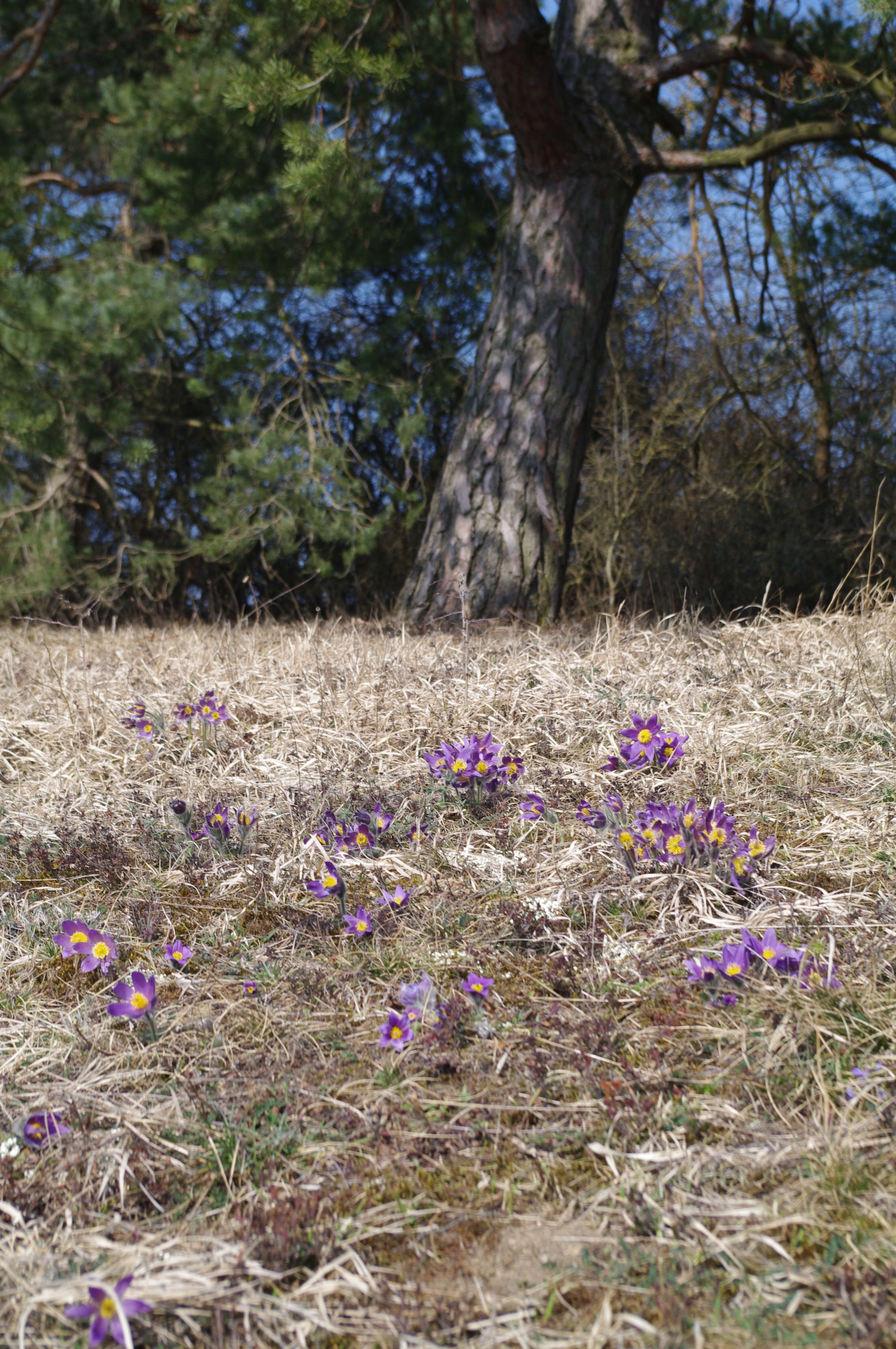 Image of pasqueflower