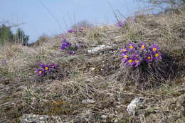 Image of pasqueflower