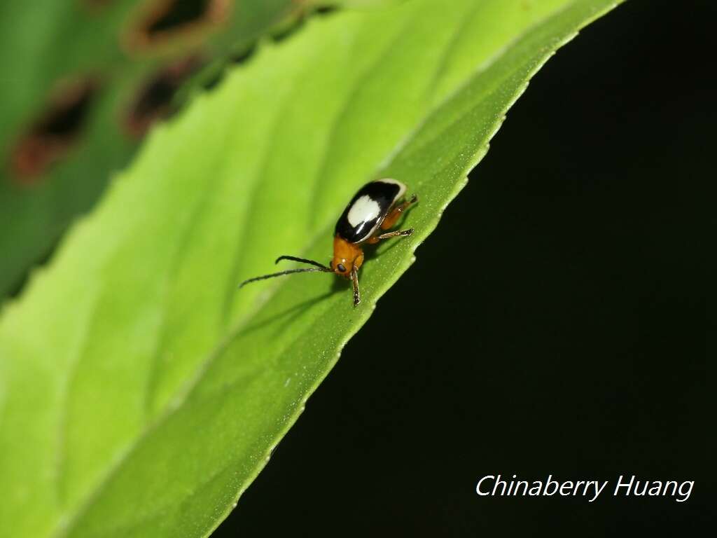 Image of <i>Hemipyxis balyi</i>