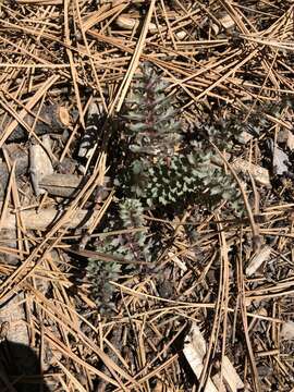 Image of Charleston lousewort