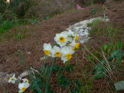 Image of cream narcissus