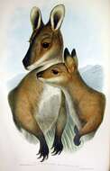 Imagem de Macropus rufogriseus (Desmarest 1817)