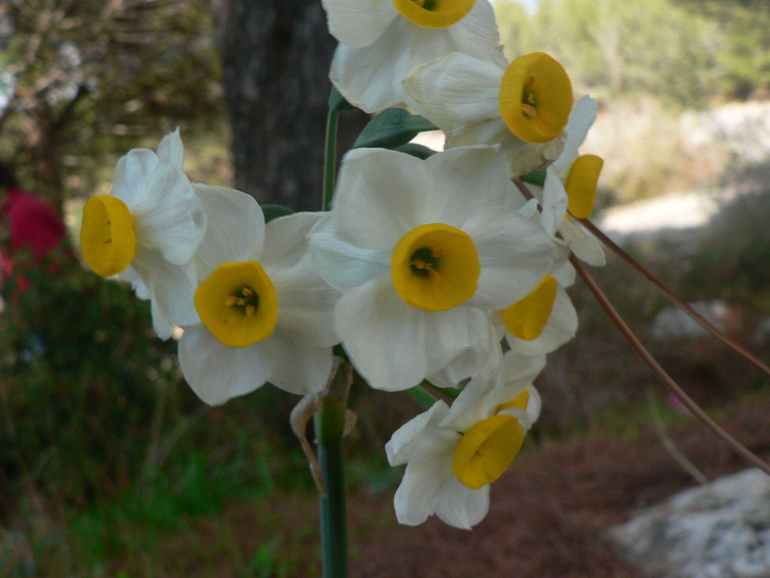 Image of cream narcissus