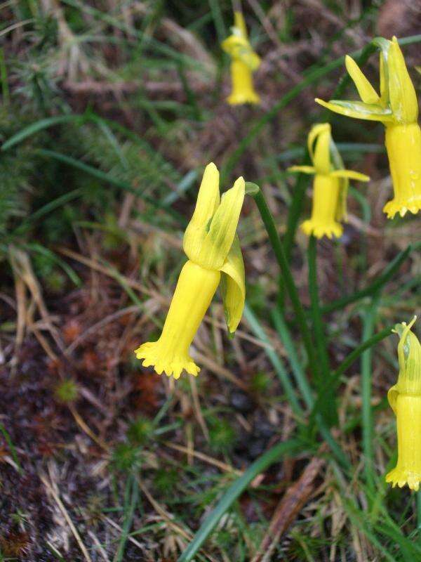 Image of Narcissus cyclamineus DC.