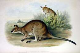 Imagem de Macropus rufogriseus (Desmarest 1817)