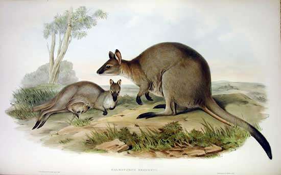 Imagem de Macropus rufogriseus (Desmarest 1817)