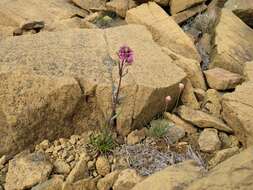 Слика од Silene suecica (Loddiges) Greuter & Burdet