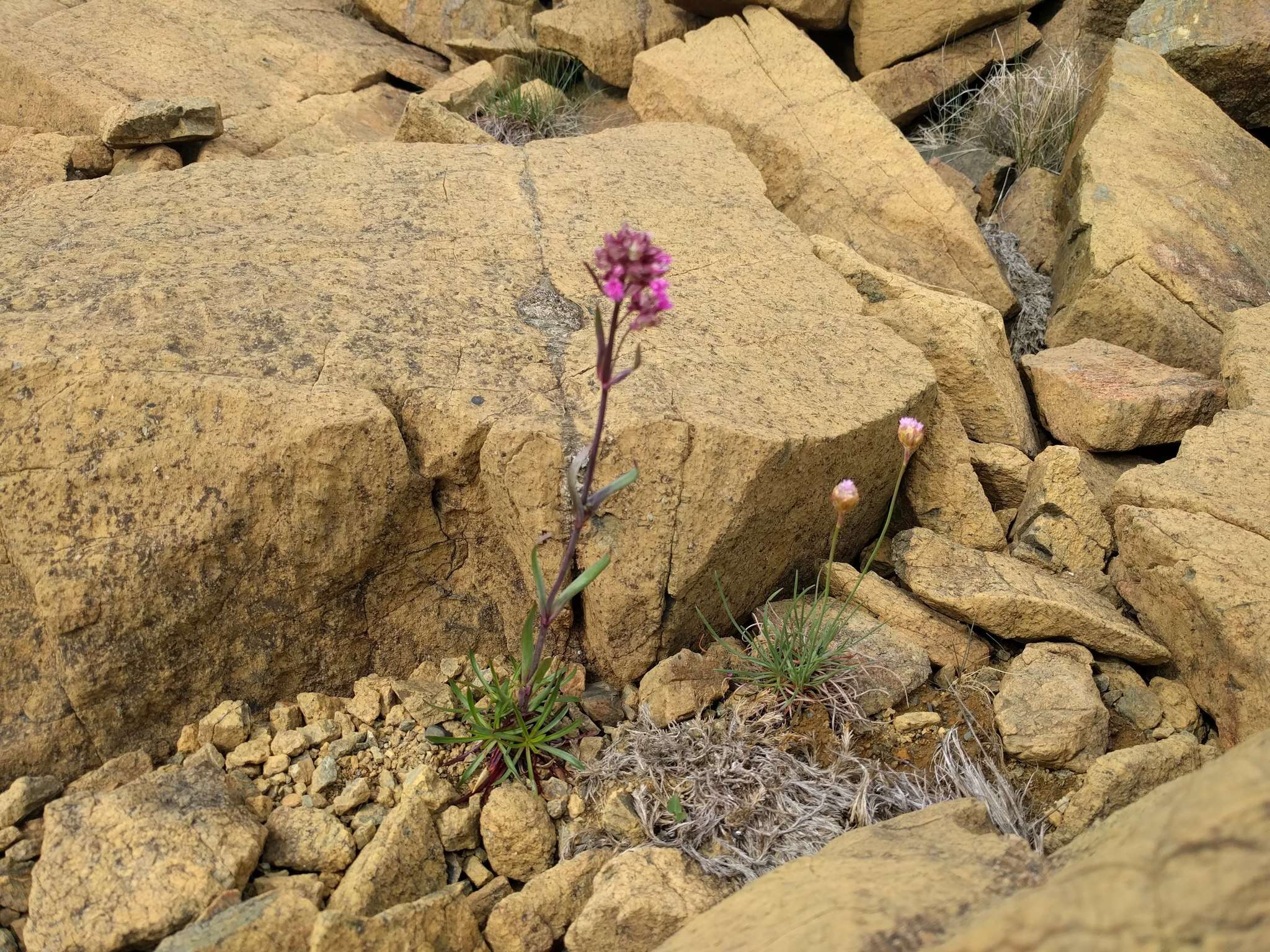 Слика од Silene suecica (Loddiges) Greuter & Burdet