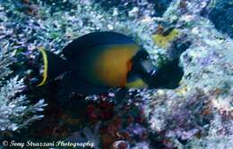 Image of Chocolate Surgeonfish