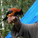 Image of Hooded Pitohui