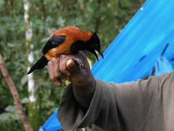 Image of Hooded Pitohui