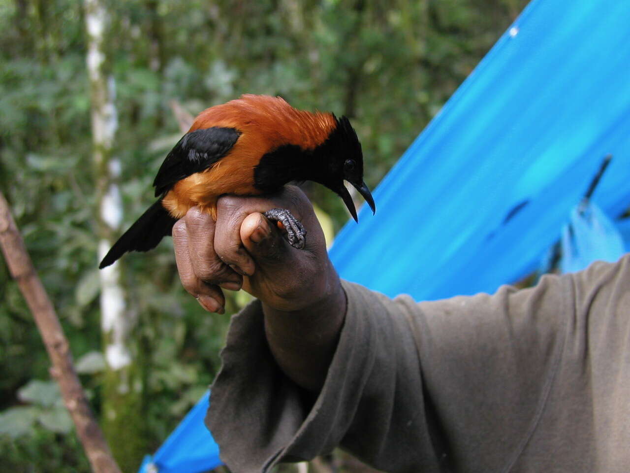 Image of Hooded Pitohui