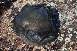 Image of Globefish