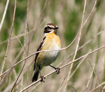 Image of Whinchat