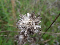 Image of ashy sunflower