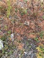 Image de Persicaria angustifolia (Pall.) Ronse Decraene