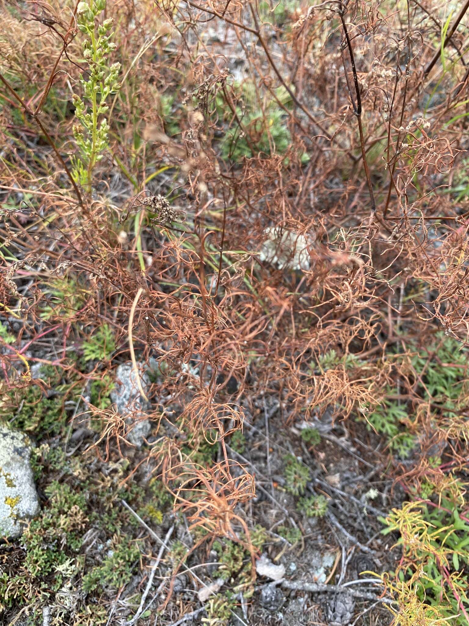 Image de Persicaria angustifolia (Pall.) Ronse Decraene