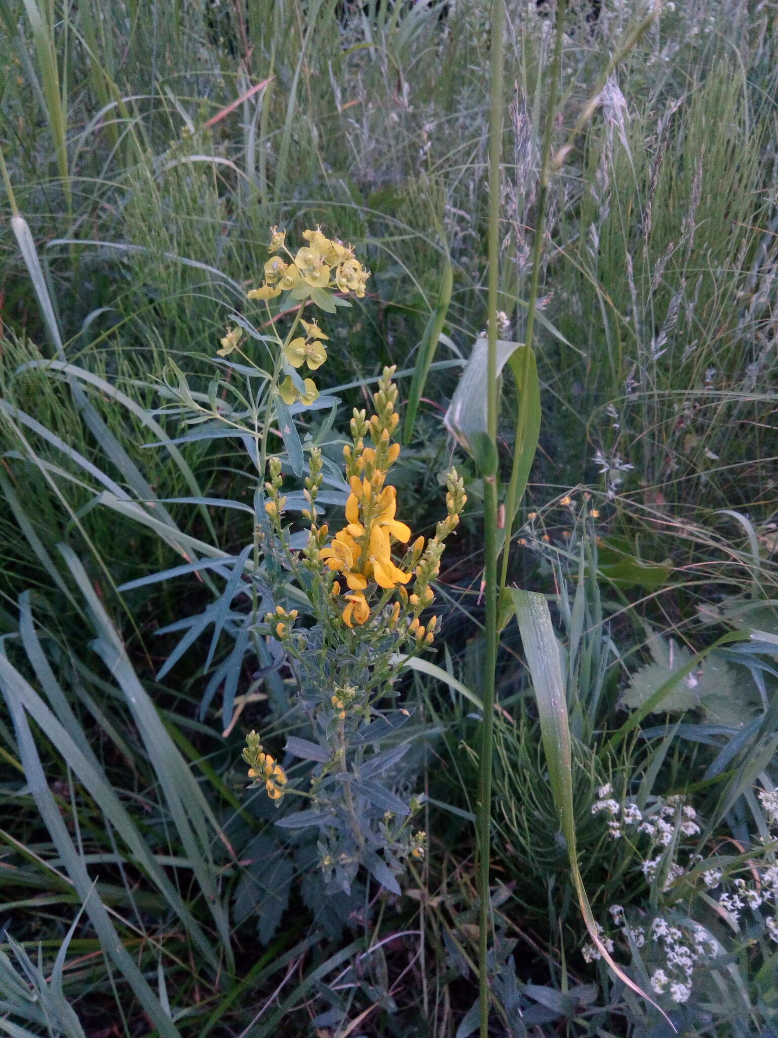 Imagem de Genista tinctoria L.