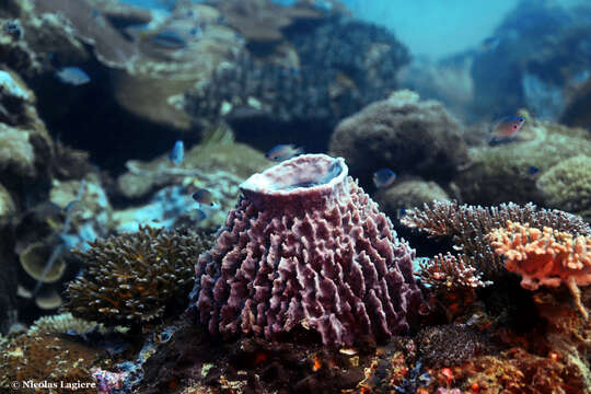 Image of Barrel sponge