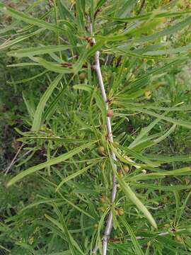 Sivun Rhamnus erythroxylon Pall. kuva