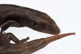 Image of Falla's Skink