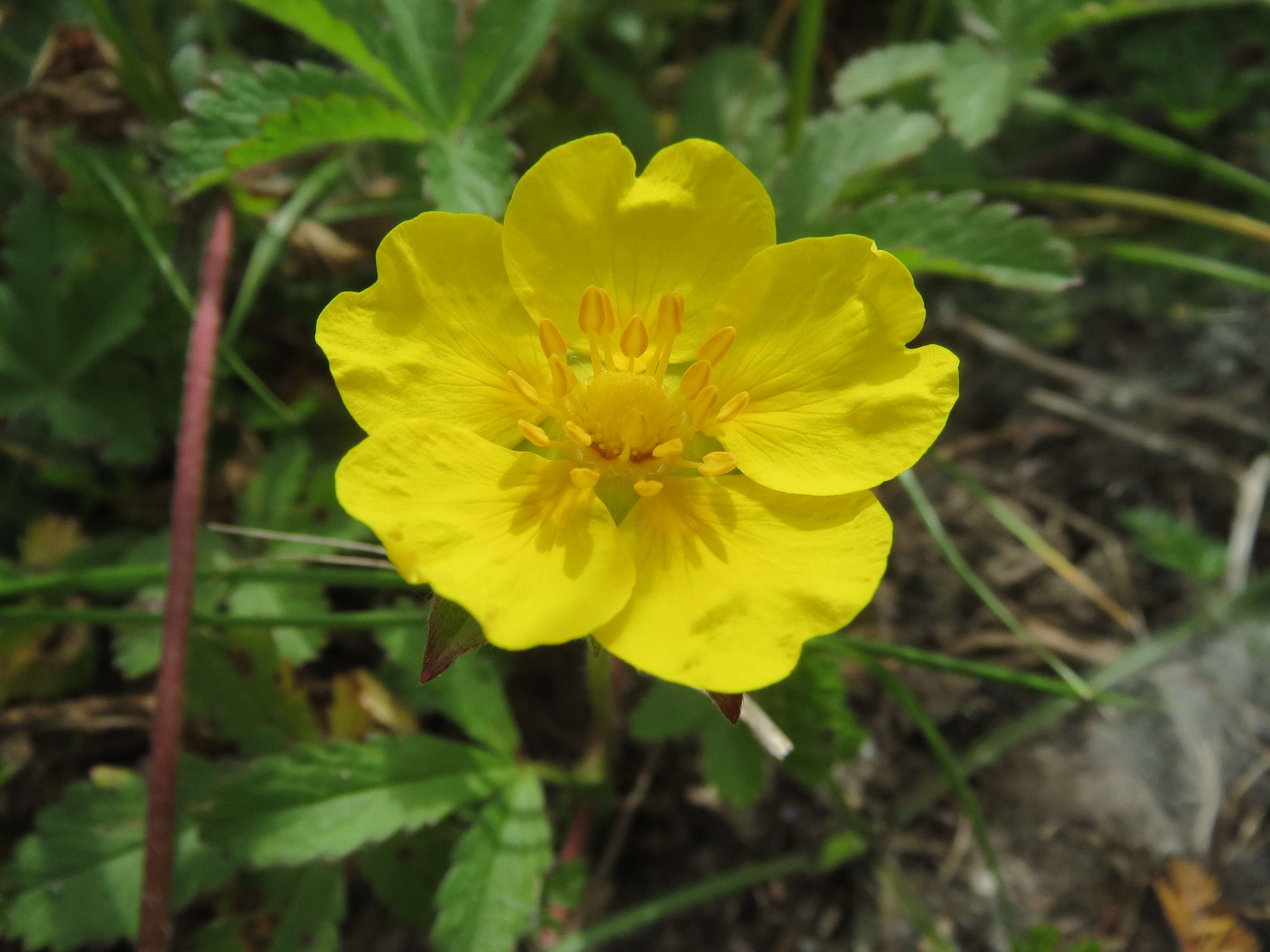 Imagem de Potentilla reptans L.