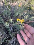 Image de Heterotheca stenophylla (A. Gray) Shinners