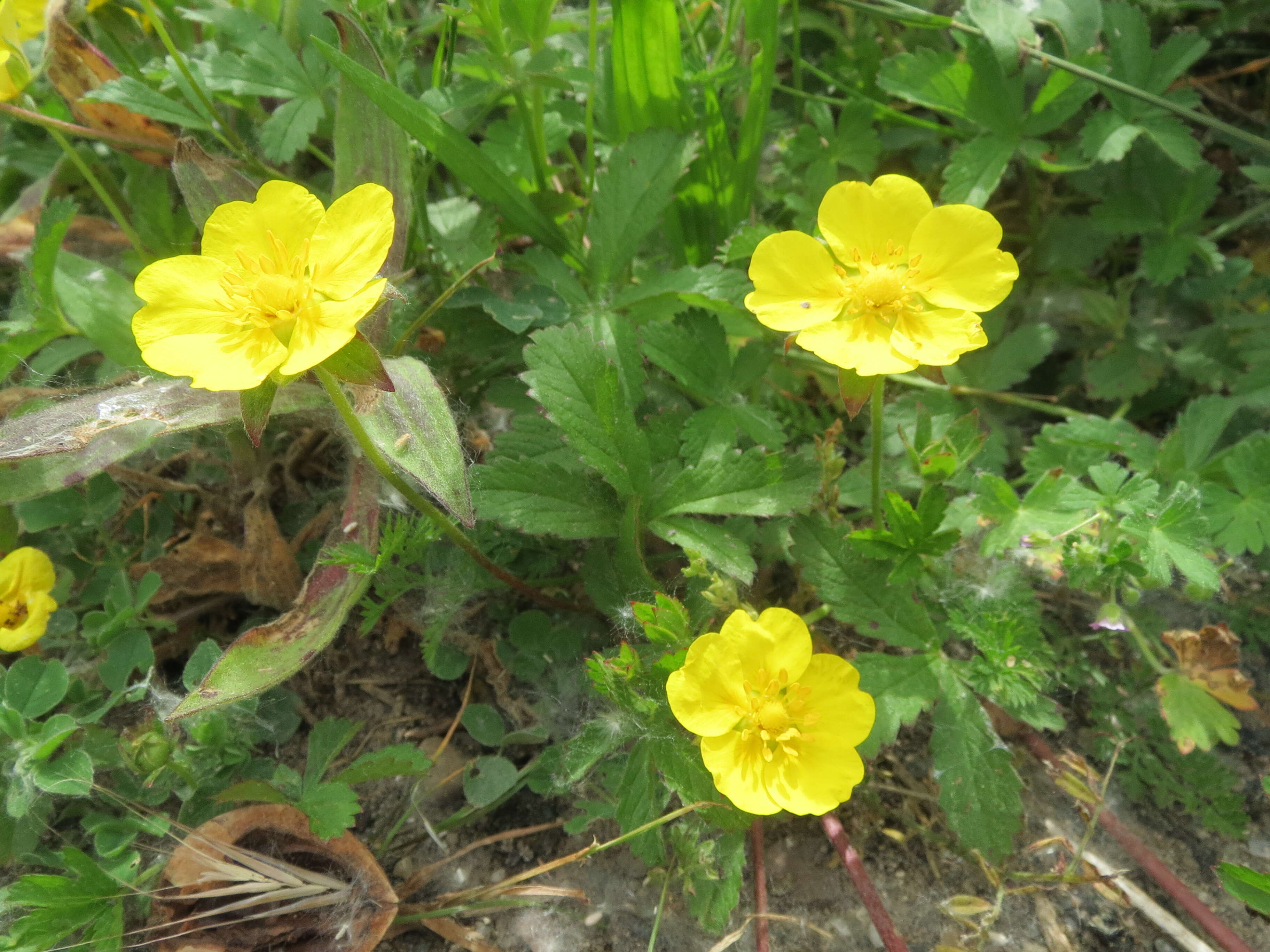 Imagem de Potentilla reptans L.