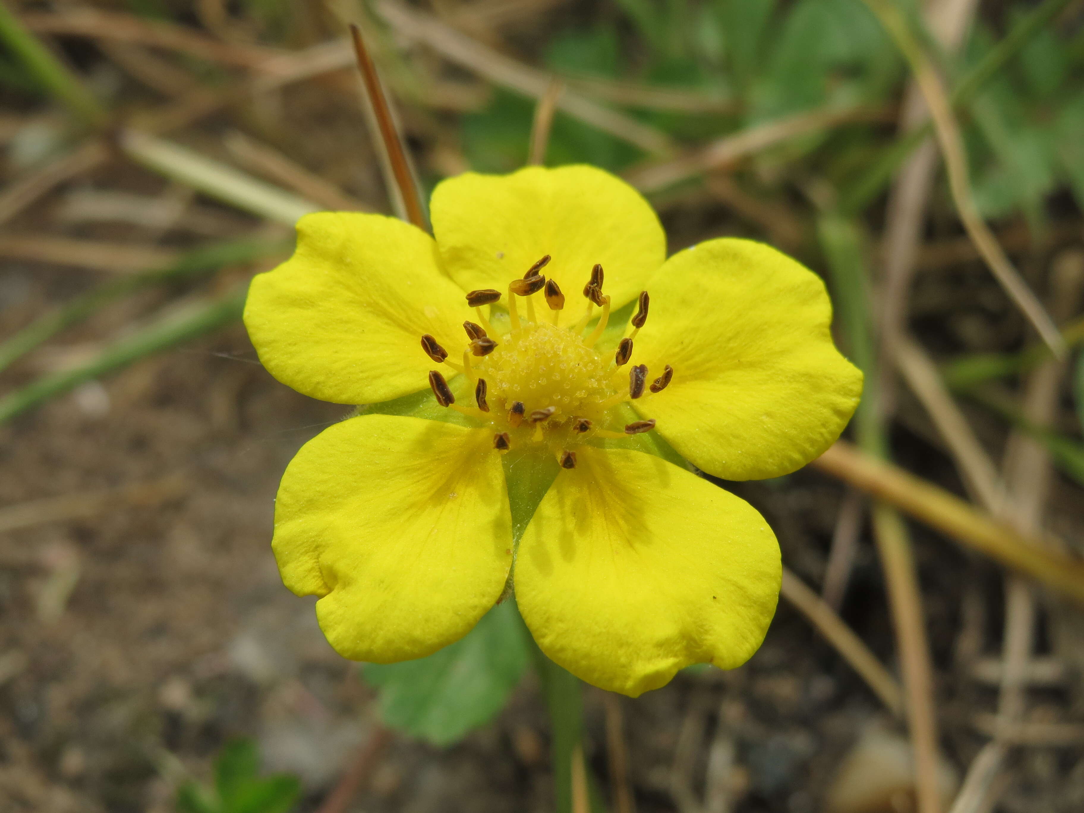 Imagem de Potentilla reptans L.