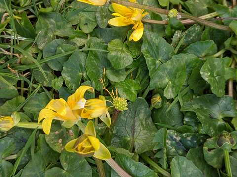 Image of Ficaria verna subsp. fertilis (Laegaard) Stace