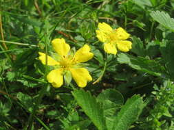 Imagem de Potentilla reptans L.