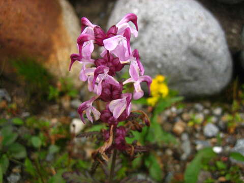 Imagem de Pedicularis chamissonis var. japonica (Miq.) Maxim.