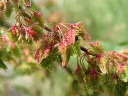 Image of Common Sorrel