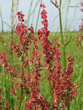 Image of Common Sorrel