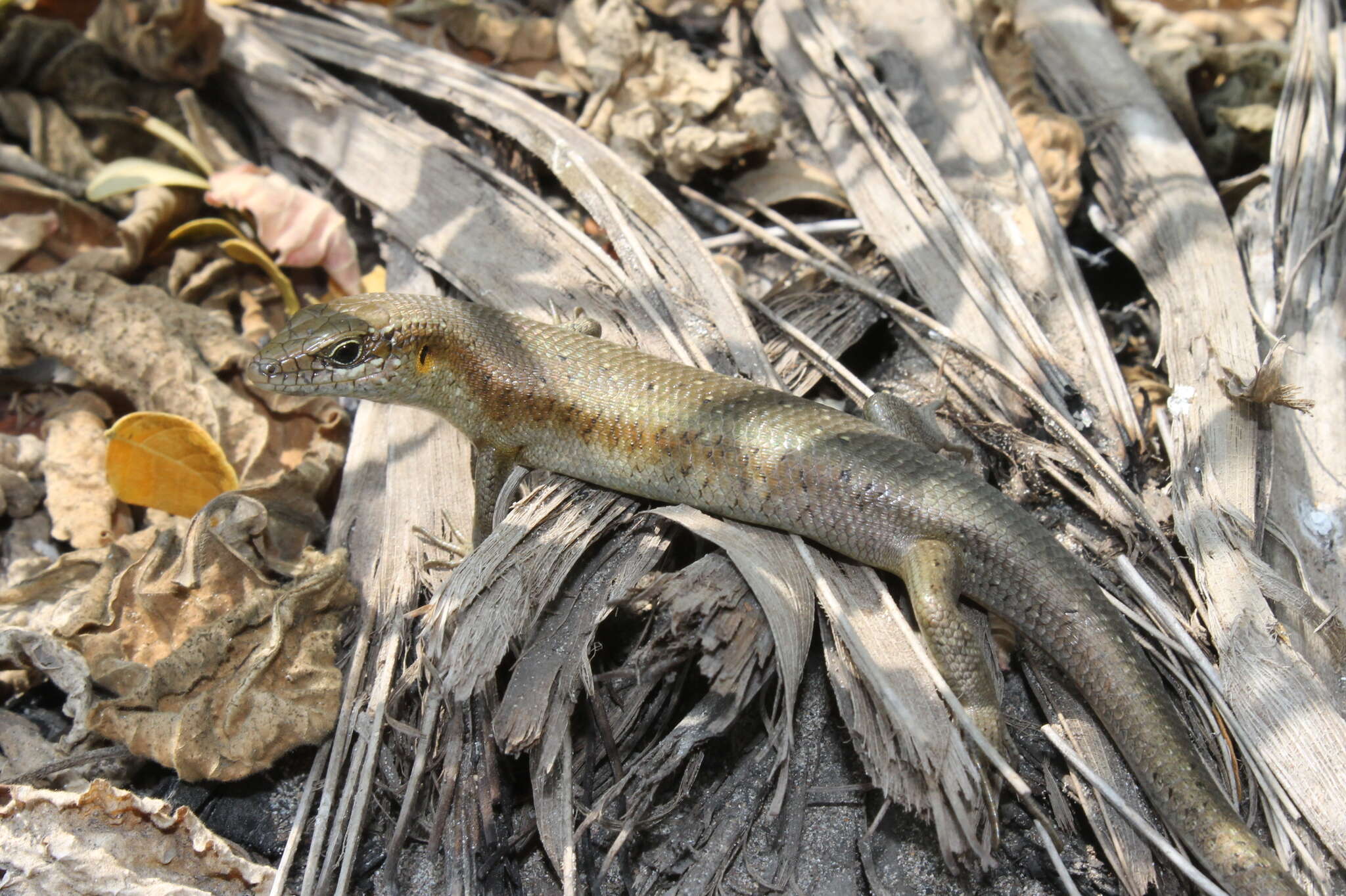 Image of Trachylepis thomensis Ceríaco, Marques & Bauer 2016