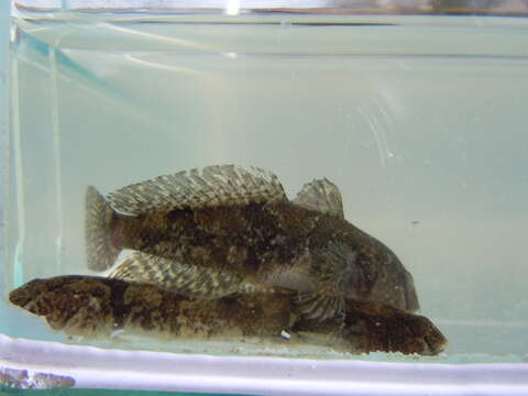 Image of Marine tubenose goby