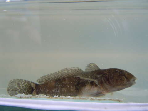 Image of Marine tubenose goby