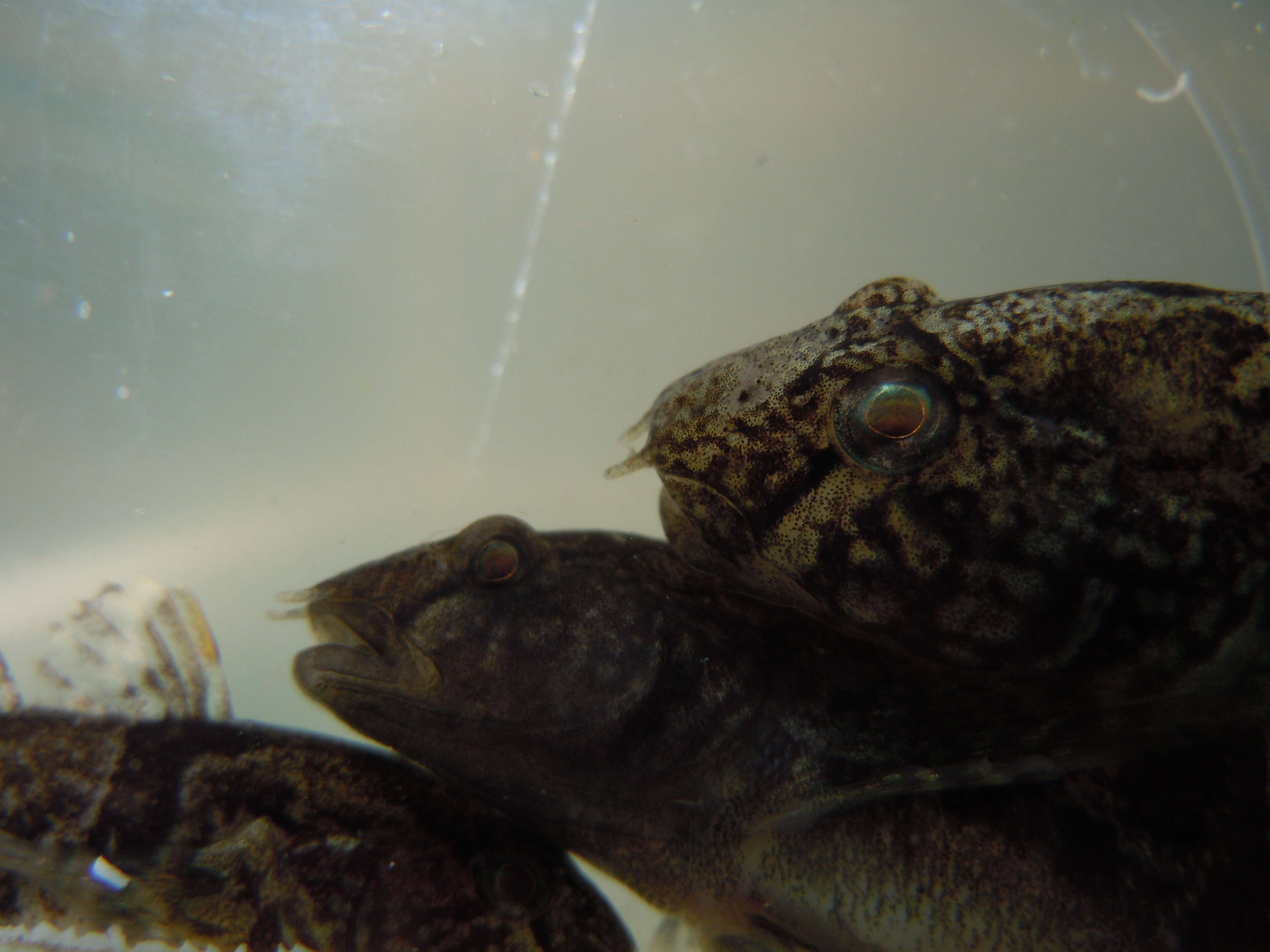 Image of Marine tubenose goby