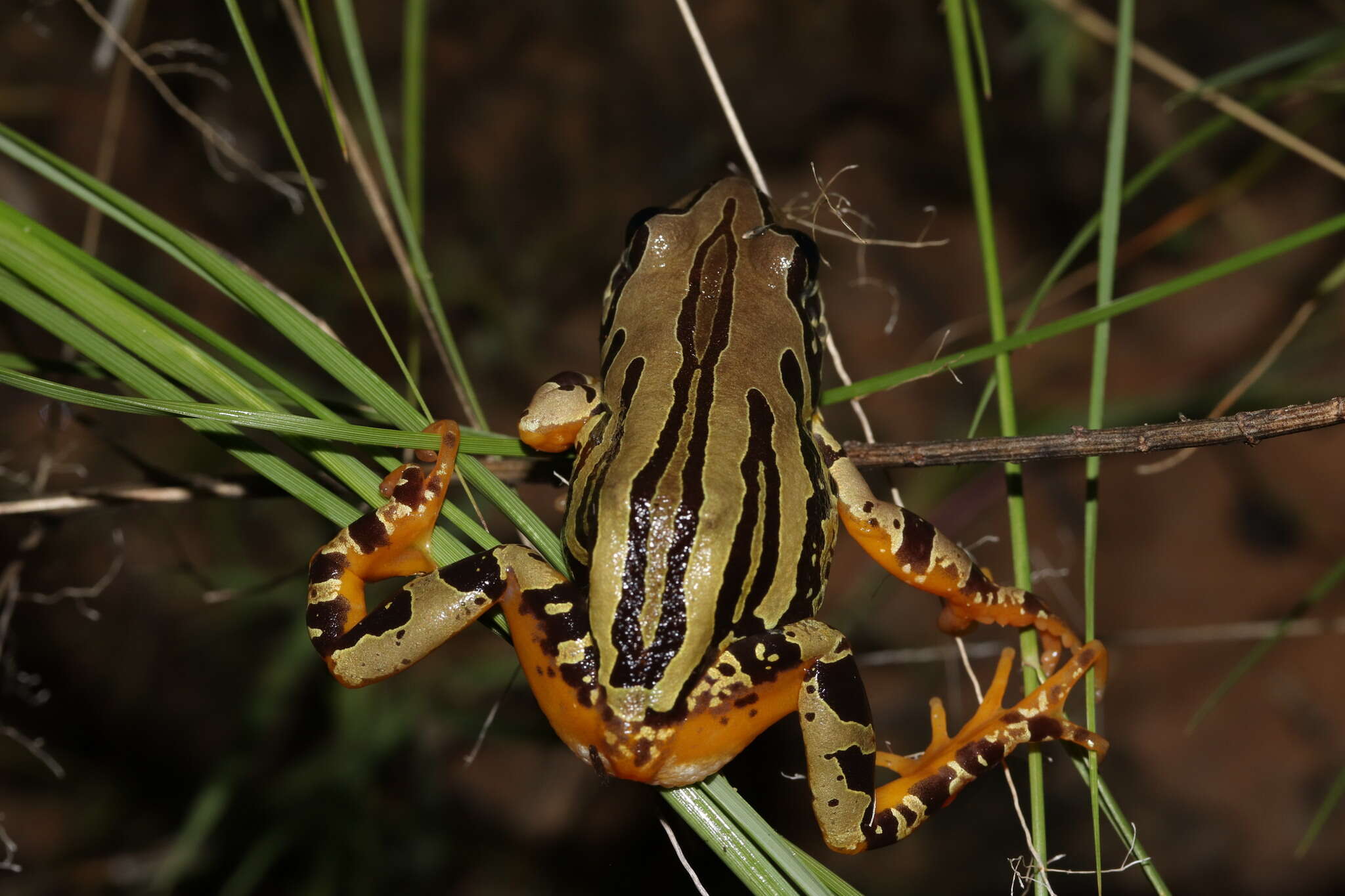 Image of Rattling Frog