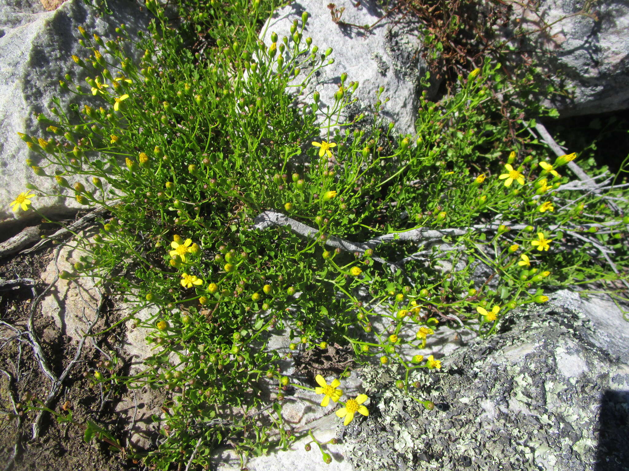 Image of wild cineraria