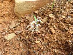 Image of Lachenalia bolusii W. F. Barker