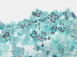 Image de Schizosaccharomyces