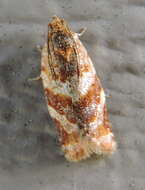 Image of Pine-tube Moth