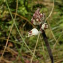 Image of Lachenalia margaretae W. F. Barker