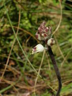 Imagem de Lachenalia margaretae W. F. Barker